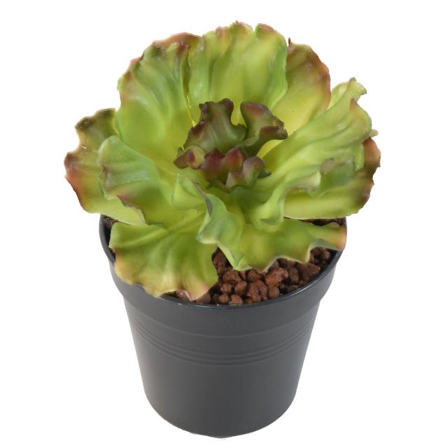 Aloe Artificielle Soft 16cm