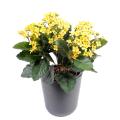 Kalanchoe Artificiel