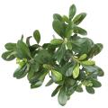 Pittosporum Artificiel Plant 38