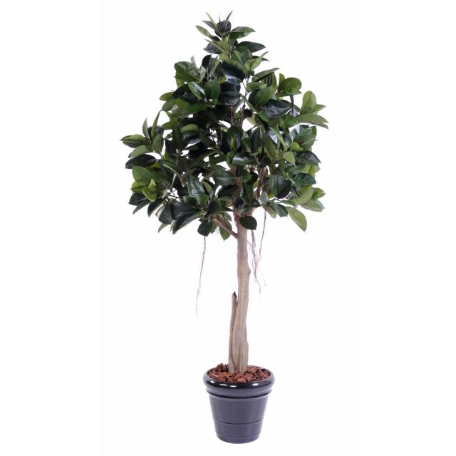 Rubber Plant TREE Artificiel