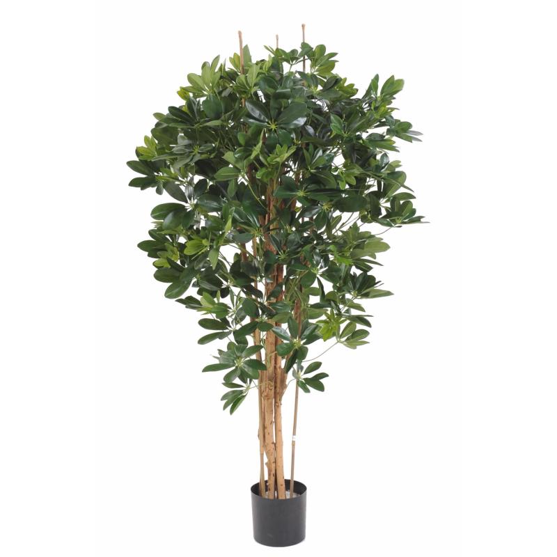 Schefflera Artificiel