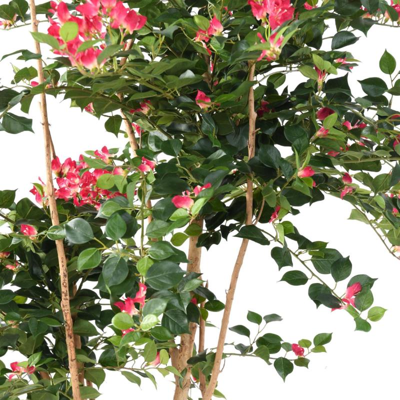 Bougainvillée Artificiel Root