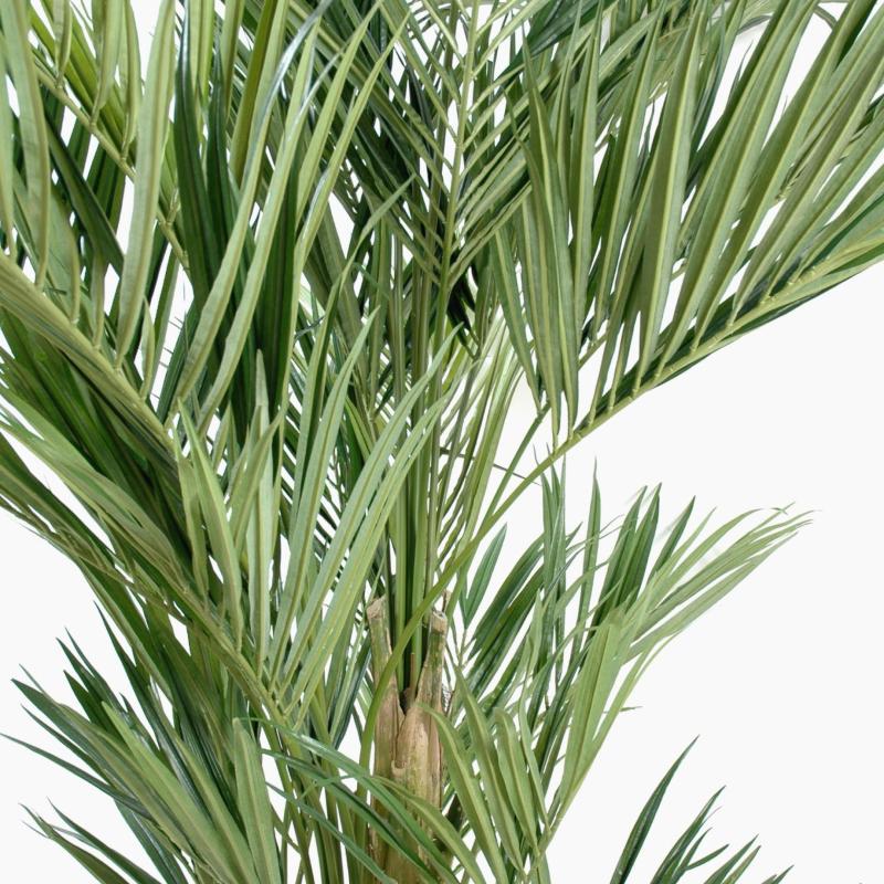 Kentia Artificiel Royal