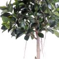 Rubber Plant TREE Artificiel