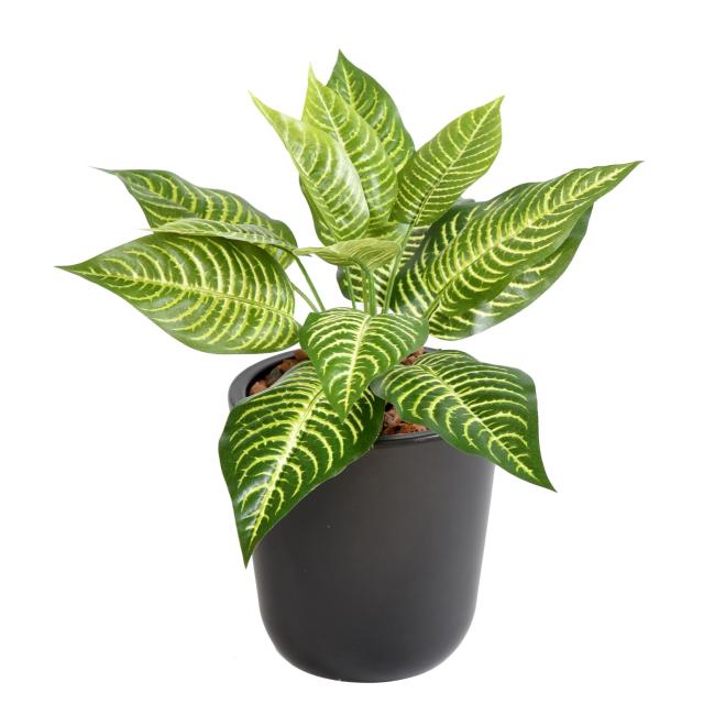 Aphelandra Artificiel Mini