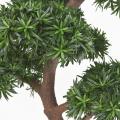 Podocarpus Artificiel Bonsai UV