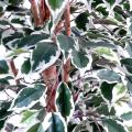Ficus Artificiel Tronc Simple GF
