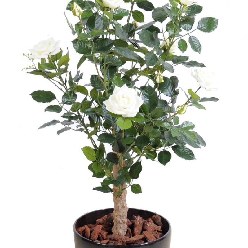 Rosier Artificiel Royal