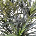 Dracaena Artificiel Anita Pot
