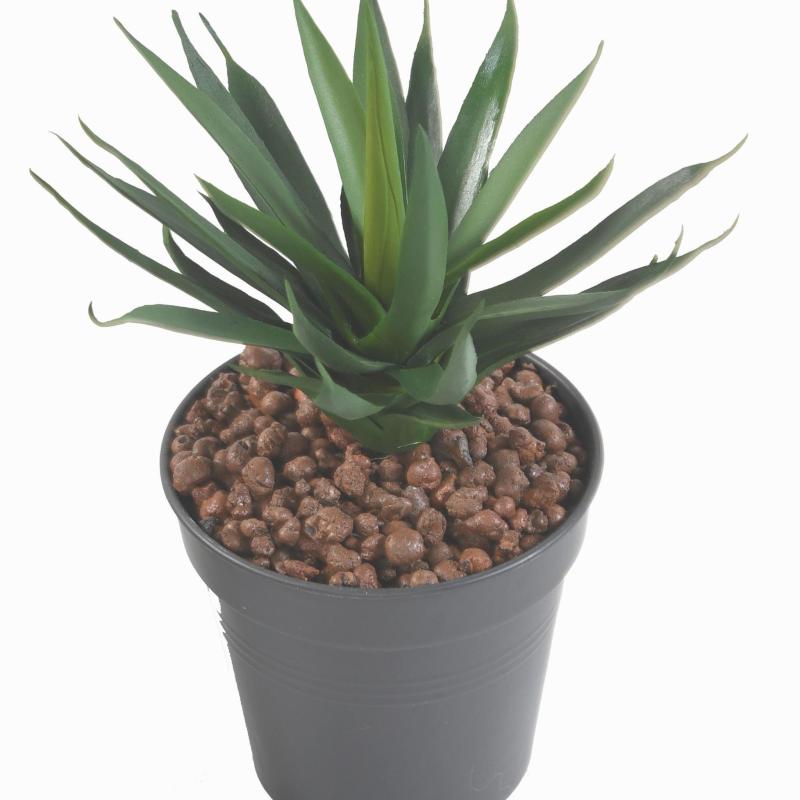 Agave Artificielle 29