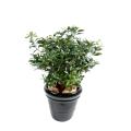 Pittosporum Artificiel Buisson