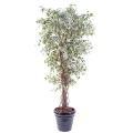 Ficus Artificiel Lianes PF