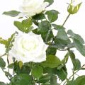 Rosier Artificiel Royal