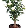 Rosier Artificiel Royal