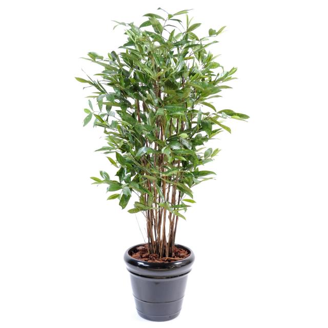 Dracaena Artificiel Surculosa