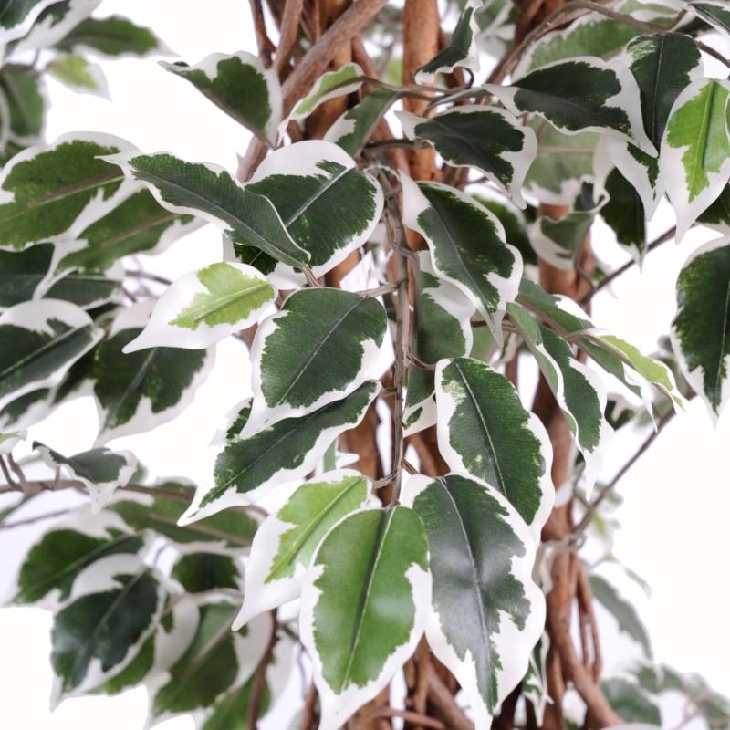 Ficus Artificiel Lianes GF