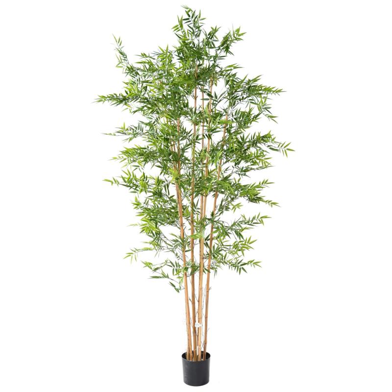 Bambou Japanese PLAST UV