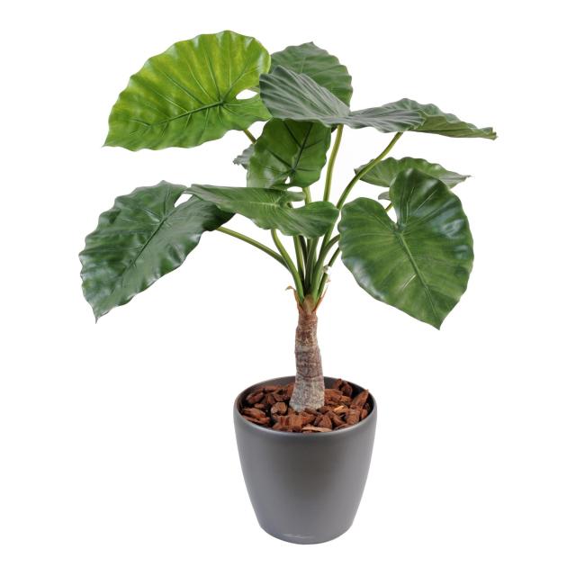 Alocasia Artificiel Calidora