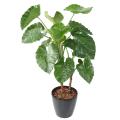 Alocasia Artificiel Calidora TB