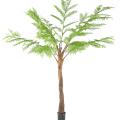 Dicksonia Artificielle (fougere)