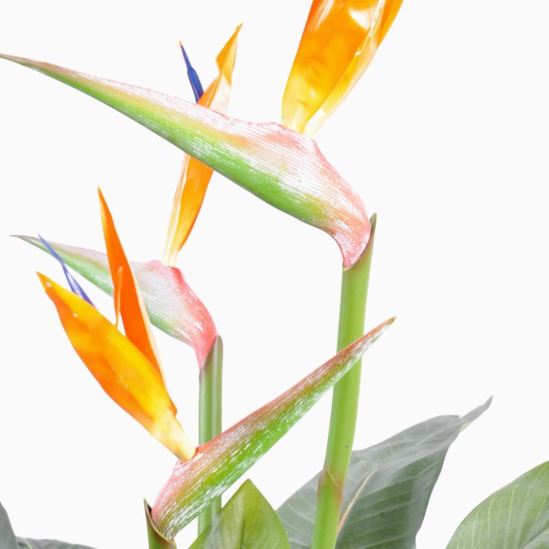 Strelitzia Artificiel 3fl Larges