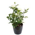 Rosier Artificiel Royal