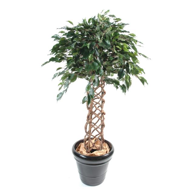 Ficus Artificiel Cage