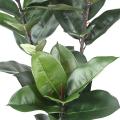 Rubber Plant Artificiel , Ficus Elastica