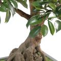 Bonsai Artificiel Ficus en Coupe