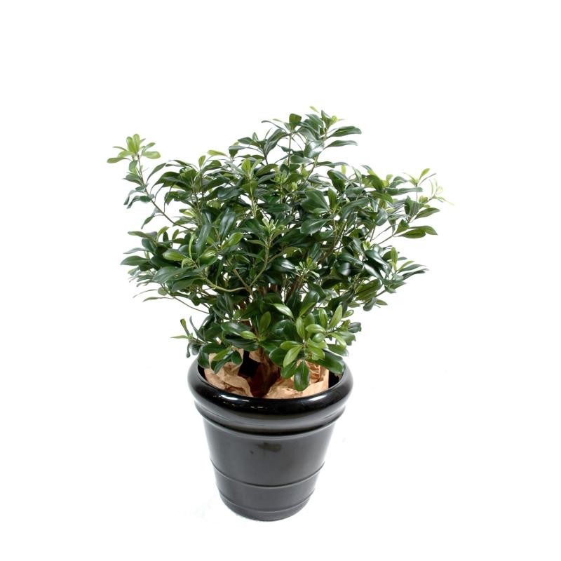 Pittosporum Artificiel Buisson