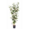 Rosier Artificiel Royal Palissade