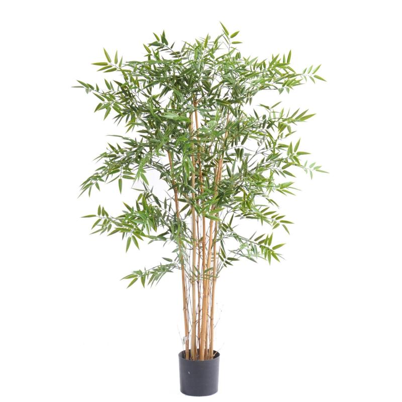 Bambou Japanese PLAST UV