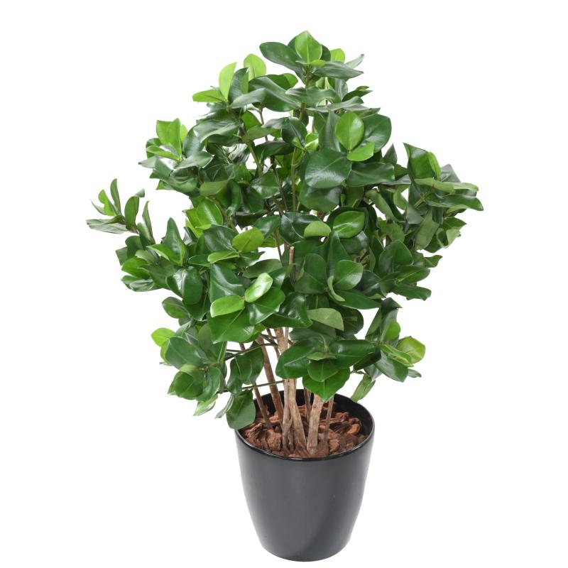 Clusia Artificiel Buisson