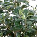 Pittosporum Artificiel Buisson