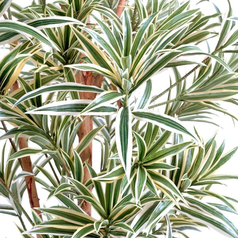 Dracaena Artificiel Reflexa