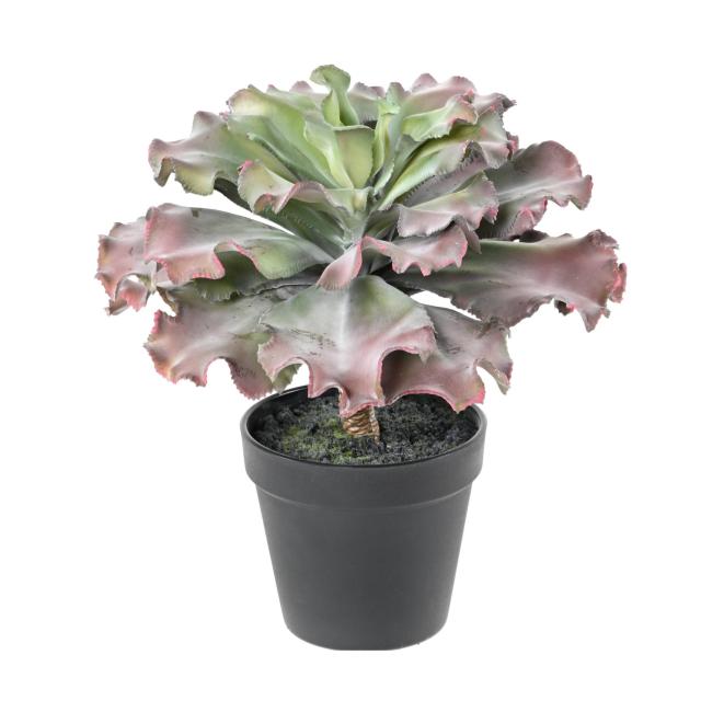 Succulente Artificielle Adromischus Cristatus