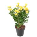 Marguerite Artificielle Anthemis *120*30