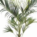 Kentia Artificiel Royal