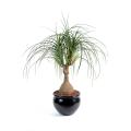 Beaucarnea Artificiel