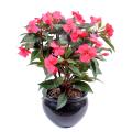 Impatiens Artificielle Piquet