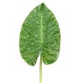 Feuille Artificielle Alocasia Rond