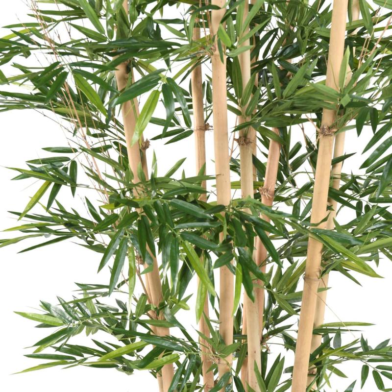 Bambou Géant 3.2 Mètres