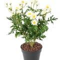 Marguerite Artificielle Anthemis *120*31