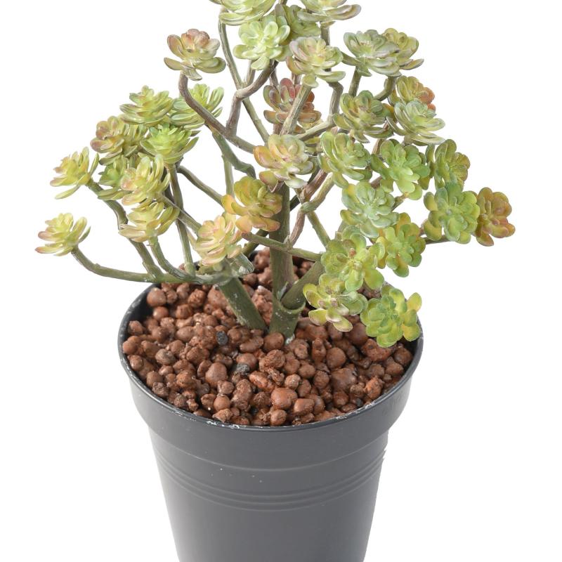 Succulente Artificielle Mini20