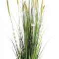 Foxtail Artificiel GF