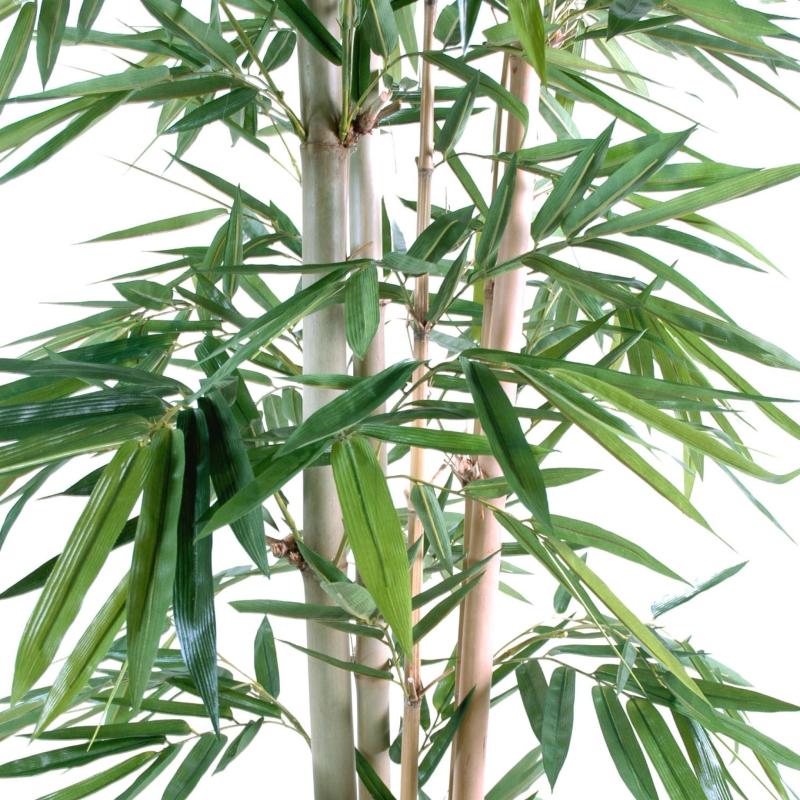 Bambou Feuilles Larges