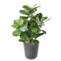 Clusia Artificiel 45