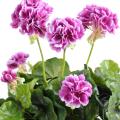 Geranium Artificiel *52