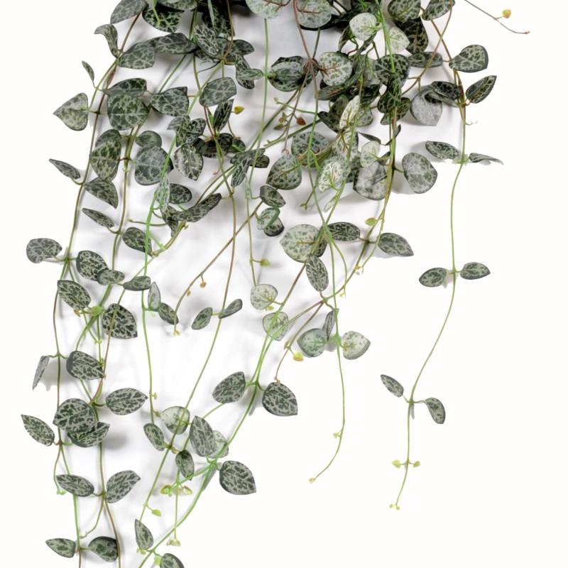 Ceropegia Artificiel (chaine Des Cœurs)