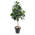 Lyrata Artificiel (figuier)